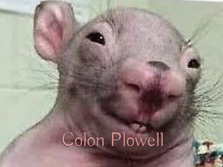 Colon_Plowell