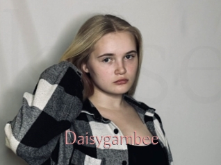 Daisygambee