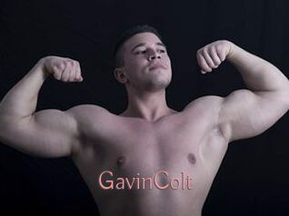 GavinColt